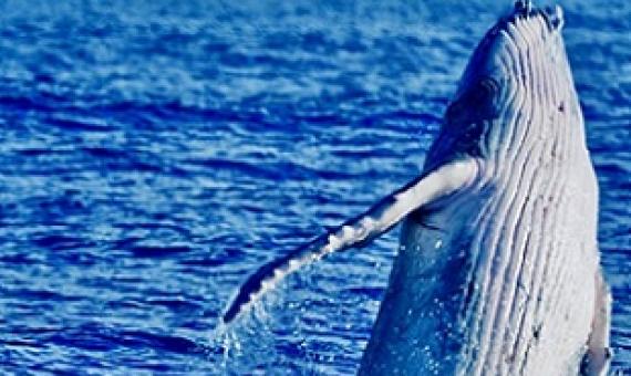 A humpback calf breaching off the coast of Rarotonga. PHOTO: NAN HAUSER
