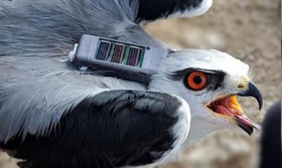 Credit: The Hebrew University of Jerusalem