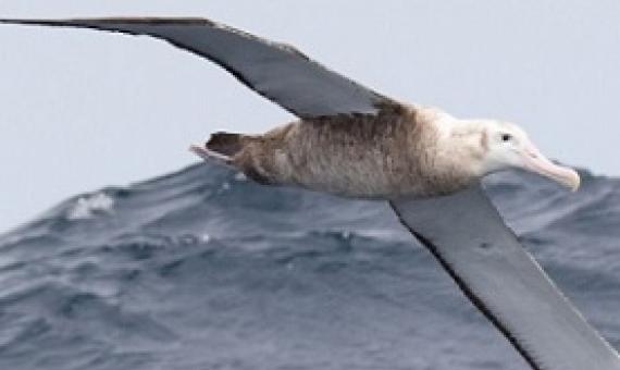 World Albatross Day. Photo Credit – Jodi Osgood-Webber
