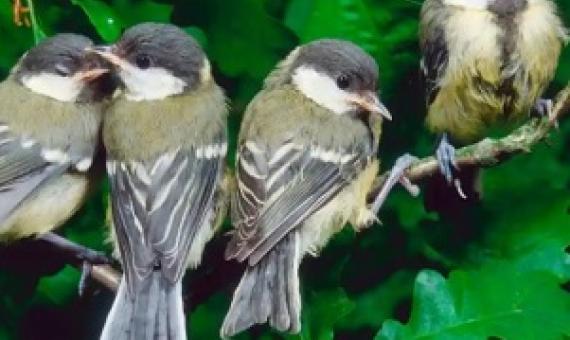 Spot the difference: the AI model can identify individual great tits with an accuracy of over 90%. Photograph: Arco Images GmbH/Alamy