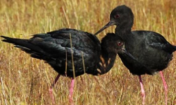 A pair of adult black stilts in the Tasman Valley in New Zealand. Image by Amy King / DOC.