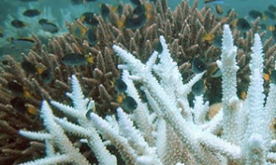A bleached coral in the foreground. Image courtesy of Wikimedia Commons.