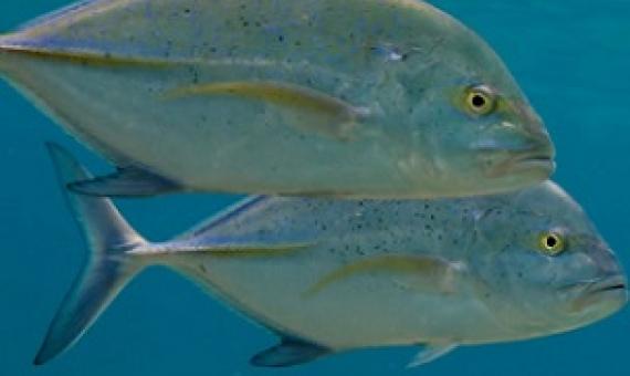 Bluefin trevally are one of 7,000 species within Papahanaumokuakea Marine National Monument. Photo: Courtesy: U.S. Fish and Wildlife Service