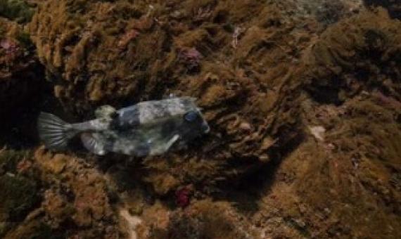 A boxfish swimming above dense mats of diatoms in the high CO2 site along the Shikine volcanic gradient. Credit: Nicolas Floc'h