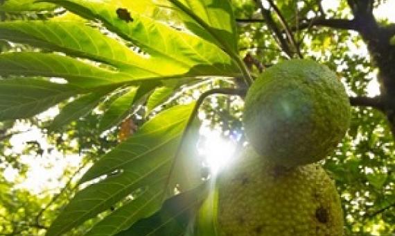UBC Okanagan researchers say breadfruit is nutritionally sound and has the potential to improve worldwide food security issues. Credit: Jan Vozenilek, Copper Sky Productions, Kelowna