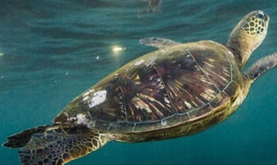 Frequently caught as by-catch, sea turtles are protected in the Papahānaumokuākea Marine National Monument, where commercial fishing is prohibited. Photo by Ralph Pace/Minden Pictures