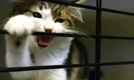 A cat waiting to be adopted in Sydney. Researchers say all Australian cats should be kept indoors to stop them hunting native animals. Photograph: Peter Parks/AFP via Getty Images