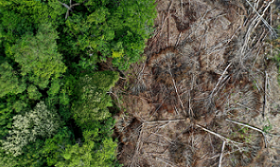 area of cleared rainforest. source - Mongabay