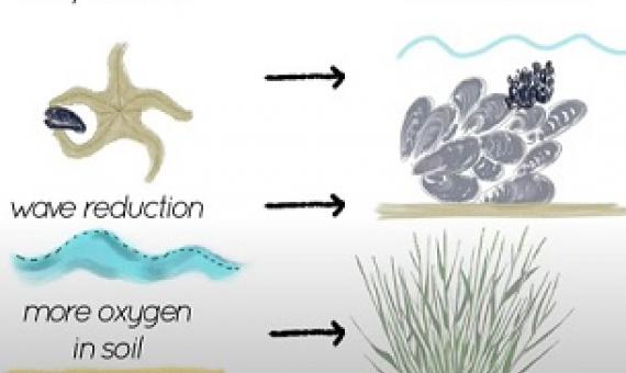 Improving coastal restoration by temporarily imitating nature. Credit: Radboud University