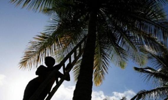 A laborer climbs a tree to pluck coconuts at a farm on the outskirts of Bengaluru, India. DIBYANGSHU SARKAR/AFP VIA GETTY IMAGES