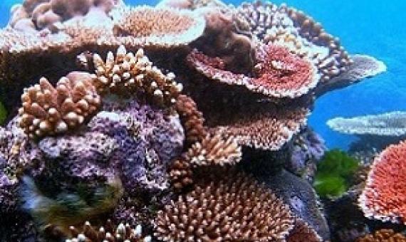 coral reef. Credit - Toby Hudson / CC BY SA 3.0