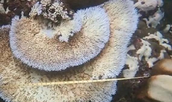 Coral bleaching of inshore reefs in the Solomon Islands. Credit - IANS
