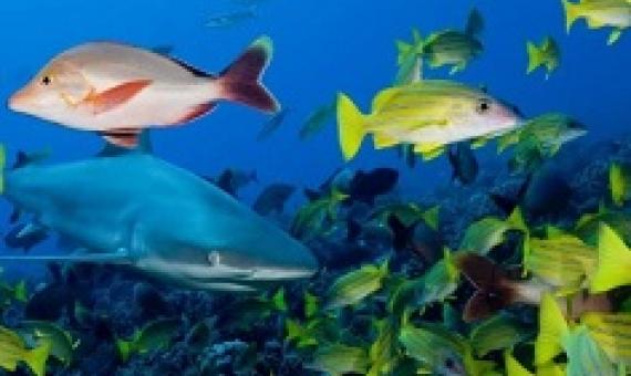 New research finds that local management efforts have the greatest positive effects on coral reefs when human pressures on those ecosystems are low to intermediate. Photo - Stephen Frink