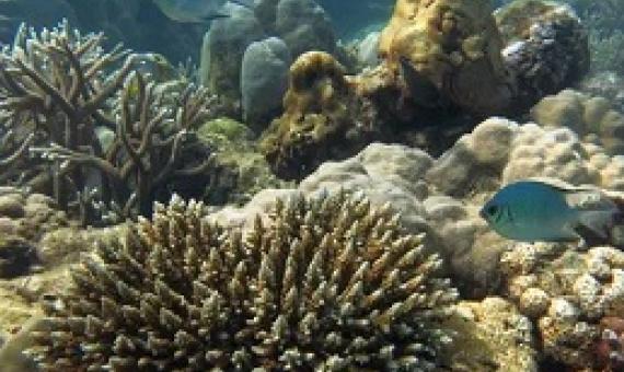About 250 million people are directly dependent on coral reefs for their livelihoods. Photograph: Nick Graham/Lancaster University/PA