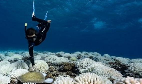 Bleached corals on a reef near the island of Moorea in French Polynesia in the South Pacific.Credit: Alexis Rosenfeld/Getty