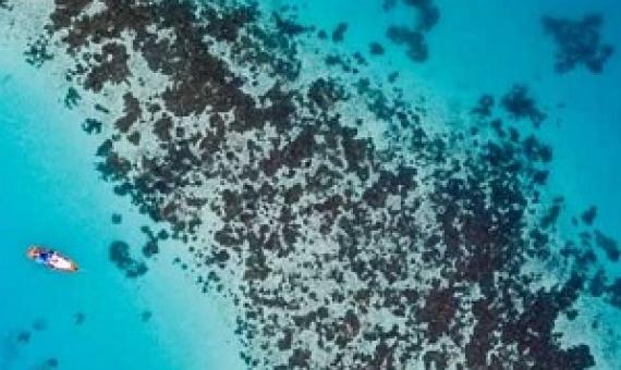 Coral reef resilience key to support the underwater cities threatened by climate change