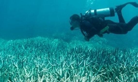 bleached corals. Credit: The Ocean Agency/XL Catlin Seaview Survey.