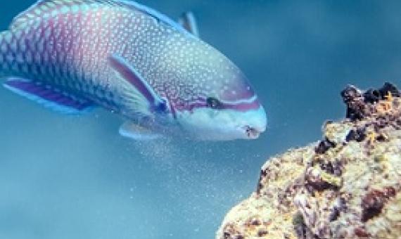 A violet-lined parrotfish scraping the reef substrate. Image by Victor Huertas.