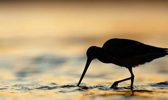 Shorebirds ‘show us a barometer of global health’. Photograph: Mario Suarez Porras/2018 Bird Photographer of the Year