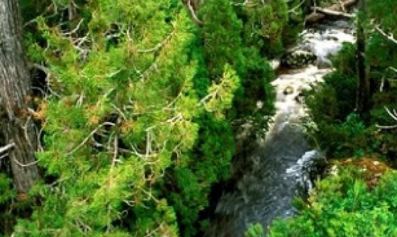 Pencil pines in Tasmania. Researchers say 19 of the 20 ecosystems they examined are experiencing potentially irreversible changes, including species loss. Photograph: Auscape/UIG via Getty Images