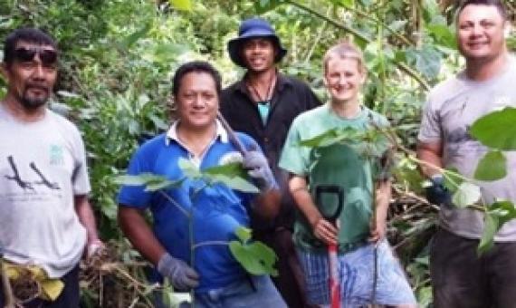 Battling the False Kava Plant in Samoa! credit - SPREP