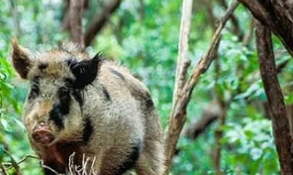 A feral Pig. Image credit: Tui De Roy / Roving Tortoise Photos 