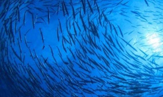 marine protected areas