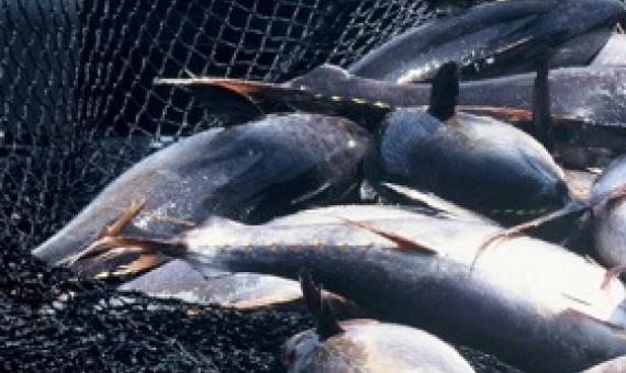 Tuna contributes about US$42BN to the global economy, with a significant chunk of that caught in the Pacific Ocean. credit - WWF