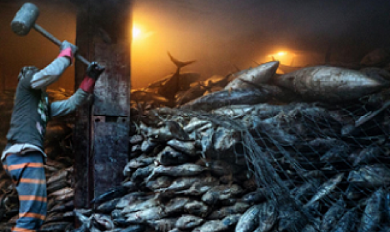 A worker uses a mallet to dislodge frozen tuna aboard a Chinese cargo vessel. Photo - Adam Dean, Nat Geo Image collection