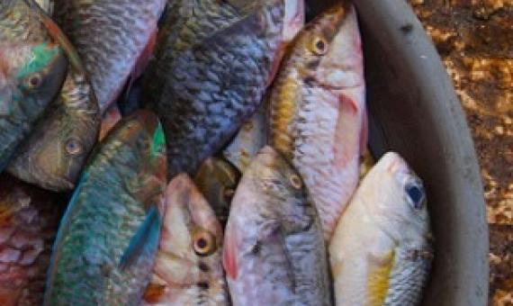 Source - www.mongabay.com