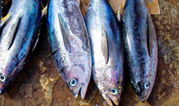 Fisheries observer safety a key focus, as FFA wraps up annual meeting