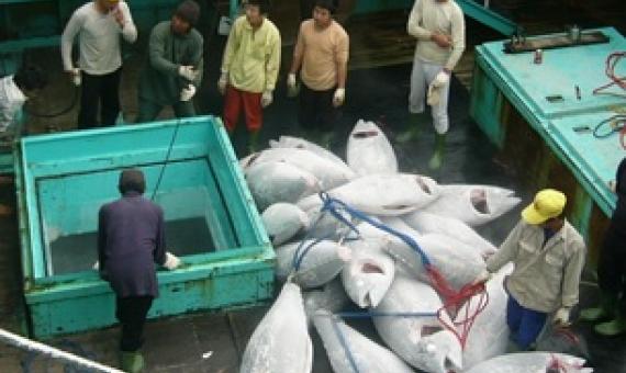 NGO recommends WCPFC consider fishery observer safety measures. Source -https://www.seafoodsource.com/ 