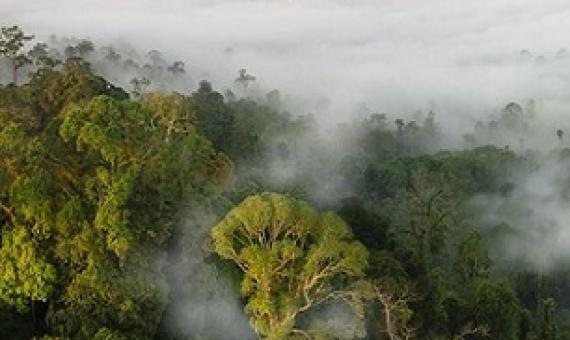 forested protected areas