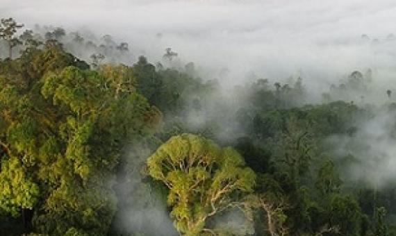 forest protected area