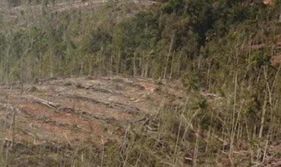 Land clearing by Digoel Agri. Image courtesy of Pusaka.