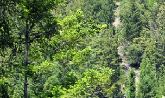 The world is still experiencing an overall loss of forests ‘at a terrifying rate’, the researchers warned. Photograph: Staff/Reuters