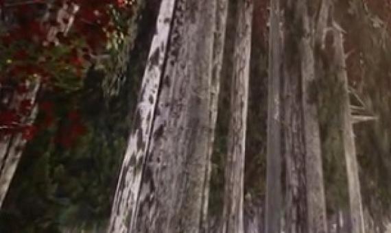 A Wisconsin type forest created in virtual reality to illustrate the effects of climate change scenarios on the trees and forest.  Credit: Alexander Klippel and Jiawei Huang, Penn State