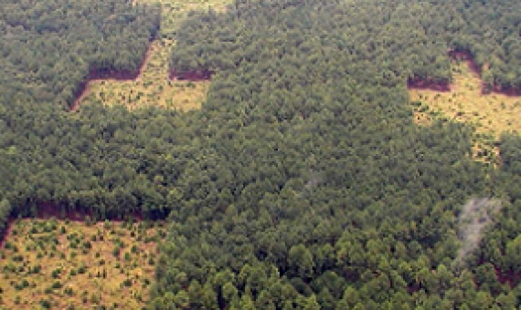 Scientists studying plant species in the Savannah River Site discovered that habitat corridors improve biodiversity and reduce extinction rates. Photo credit - Brad Herring