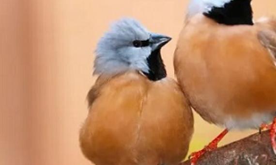 The black-throated finch – ‘a clear example of threatened species that need habitat to be protected in perpetuity.’ Photograph: Markus Mayer/Alamy Stock Photo/Alamy Stock Photo