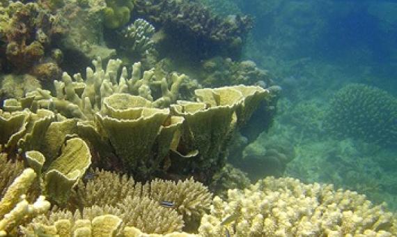 A healthy coral reef community on Heron Island in the Great Barrier Reef. Photo Credit: Ove Hoegh-Guldberg at Oregon State University on Wikimedia Commons.
