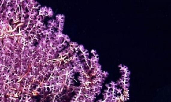 A white branched octocoral with purple polyps and brittle stars. Universal History Archive/Universal Images Group/Getty Images