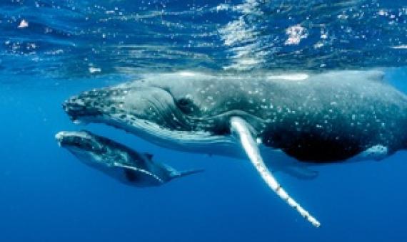 NOAA Fisheries designates habitat areas in Pacific for humpbacks. Credit - https://www.seafoodsource.com/