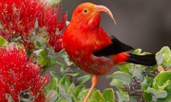  the iiwi is a species of Hawaiian honeycreeper endemic to the islands. Credit - Jack Jeffrey Photography 