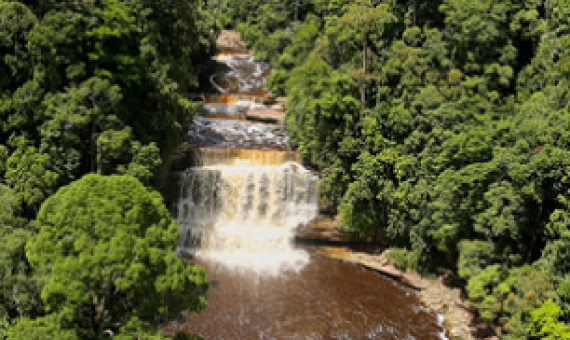 Underwriting Ecosystems: Using Insurance Policies to Conserve Nature