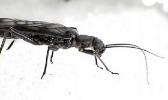 An adult female western glacier stonefly from the Grinnell glacier in Glacier national park, Montana, US. It is endangered because climate change is melting the glaciers. Photograph: Joe Giersch/AP