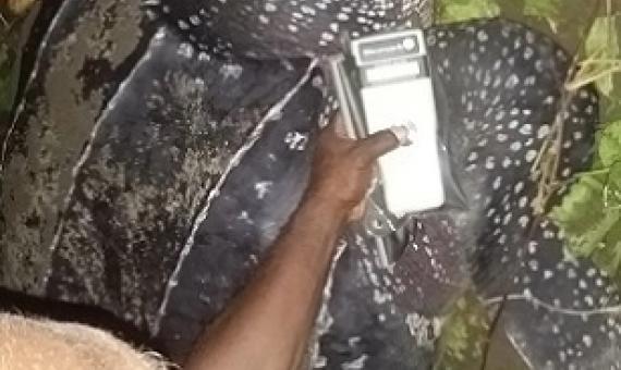 One of the Ranger at Haevo Khulano Integrated Conservation Jonas Havimana conducted DNA test on one of the Leatherback turtles as she lays her eggs. Photo-IAN KAUKUI