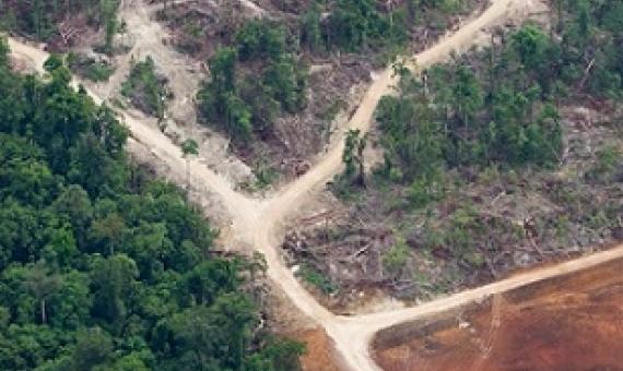 Logging roads in Papua New Guinea’s East New Britain Province. Since the introduction of SABLs in 1996, more than 5 million hectares (12 million acres) of virgin forest have been logged. Image by Paul Hilton/Greenpeace.