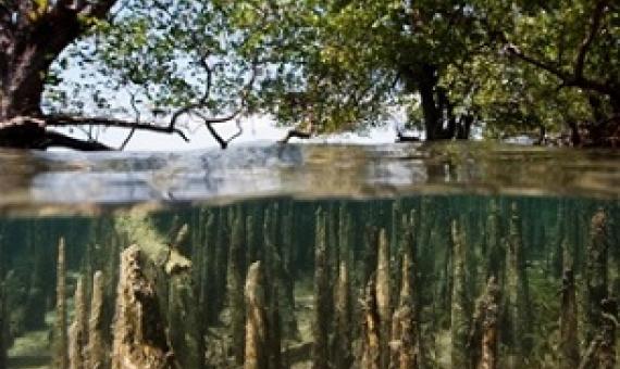 Mangrove forests, such as this one in Bunaken Island, Indonesia, have the potential to store three to five times more carbon per acre than other tropical rainforests. Credit - Getty Images ifish