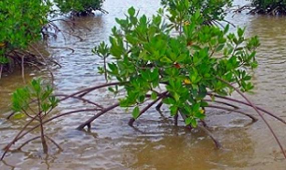 mangroves, Tikina Wai, Fiji. Credit - V. Jungblut
