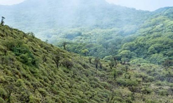 Evidence of the near-extinct Manumea has been spotted in Savaii during the two surveys of Savaii forests in July and August. (Photo: Alvaro Hoyos)